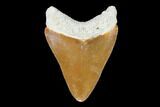 Serrated, Bone Valley Megalodon Tooth - Florida #99869-1